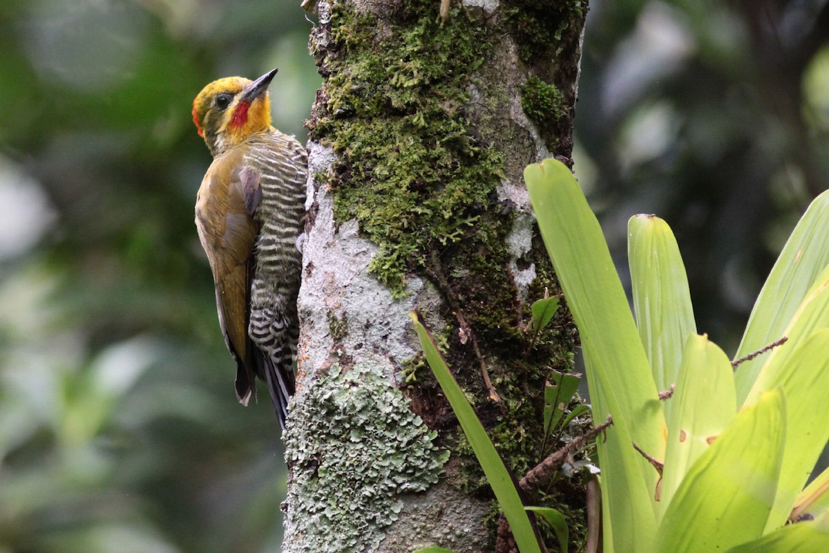 White-browed Woodpecker - ML68480041