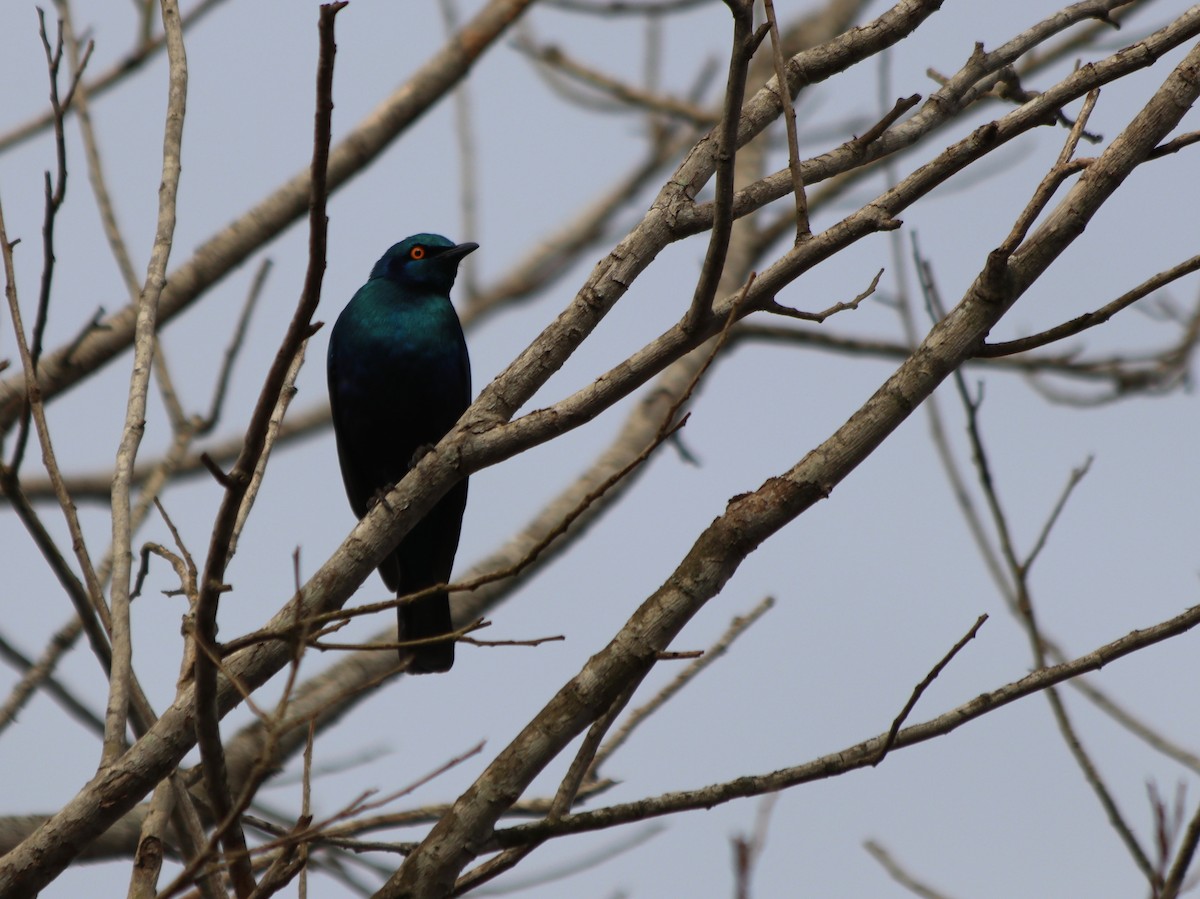 Greater Blue-eared Starling - ML68480611