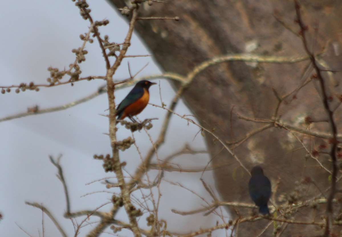 Hildebrandt's Starling - ML68481001