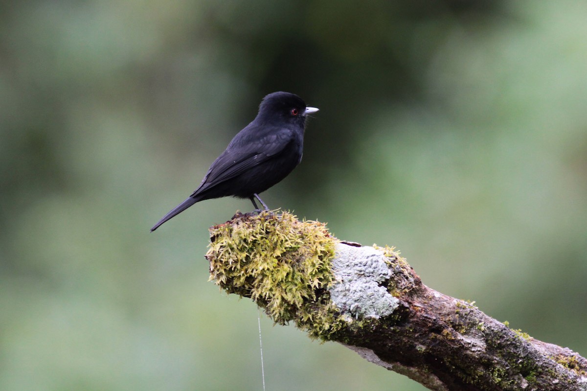 Blue-billed Black-Tyrant - Michael Todd