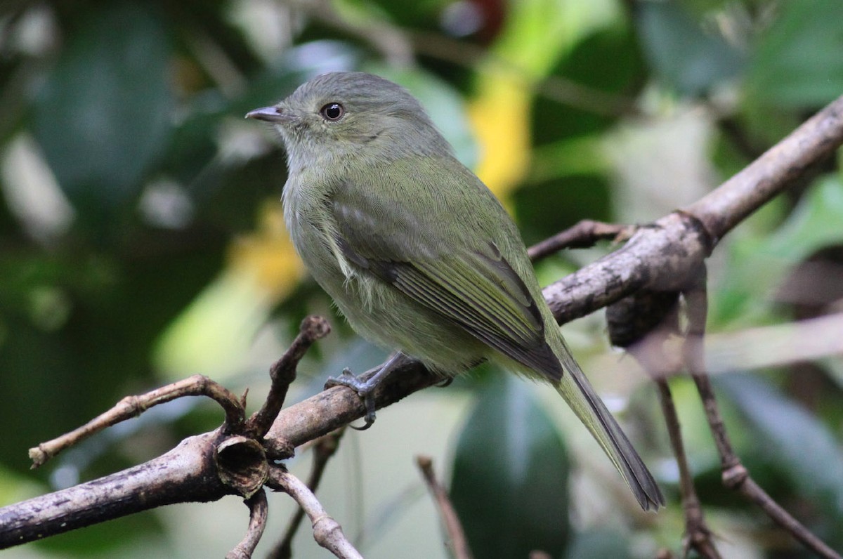 Serra do Mar Tyrant-Manakin - Michael Todd