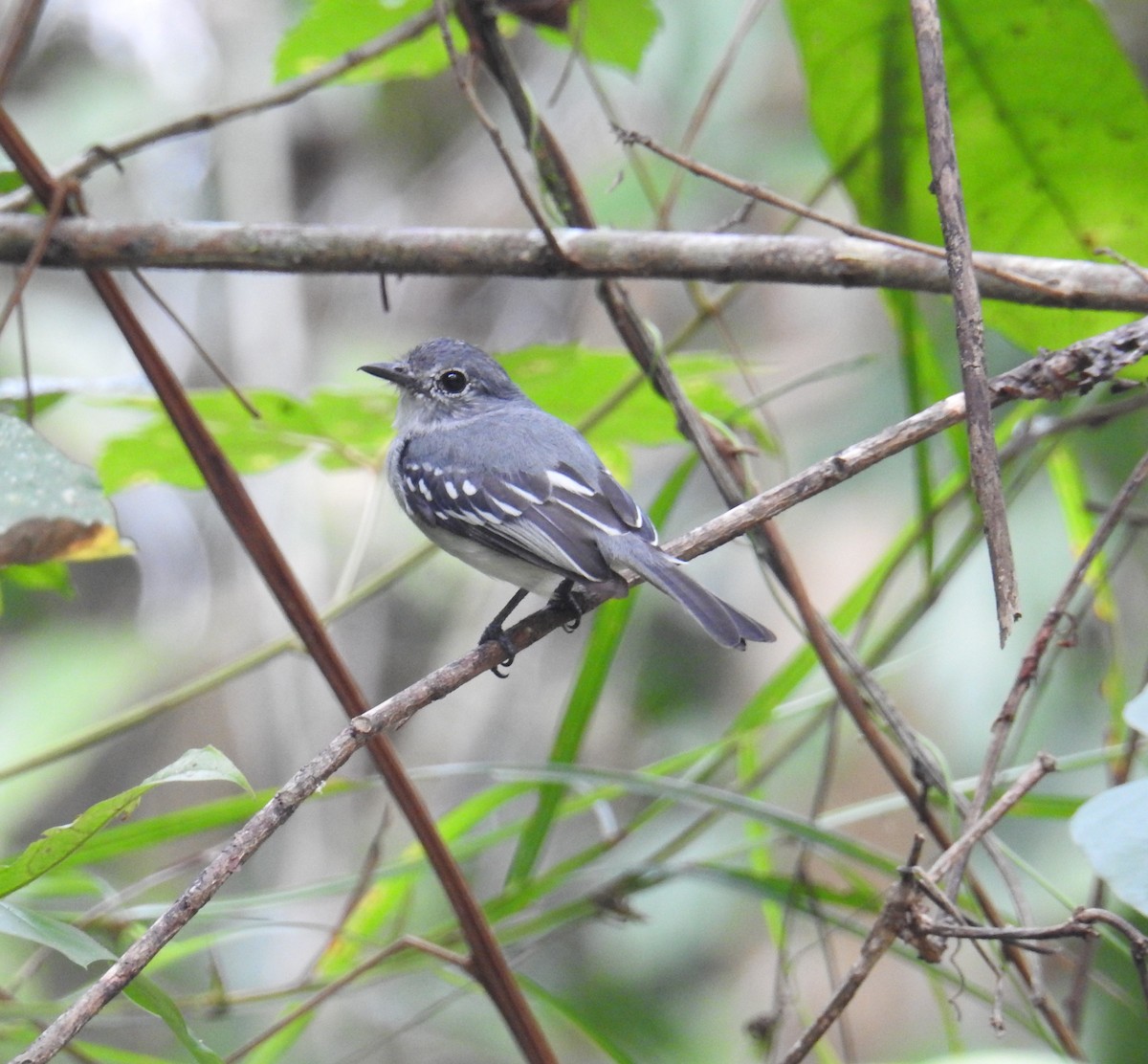 Choco Elaenia - Euclides "Kilo" Campos