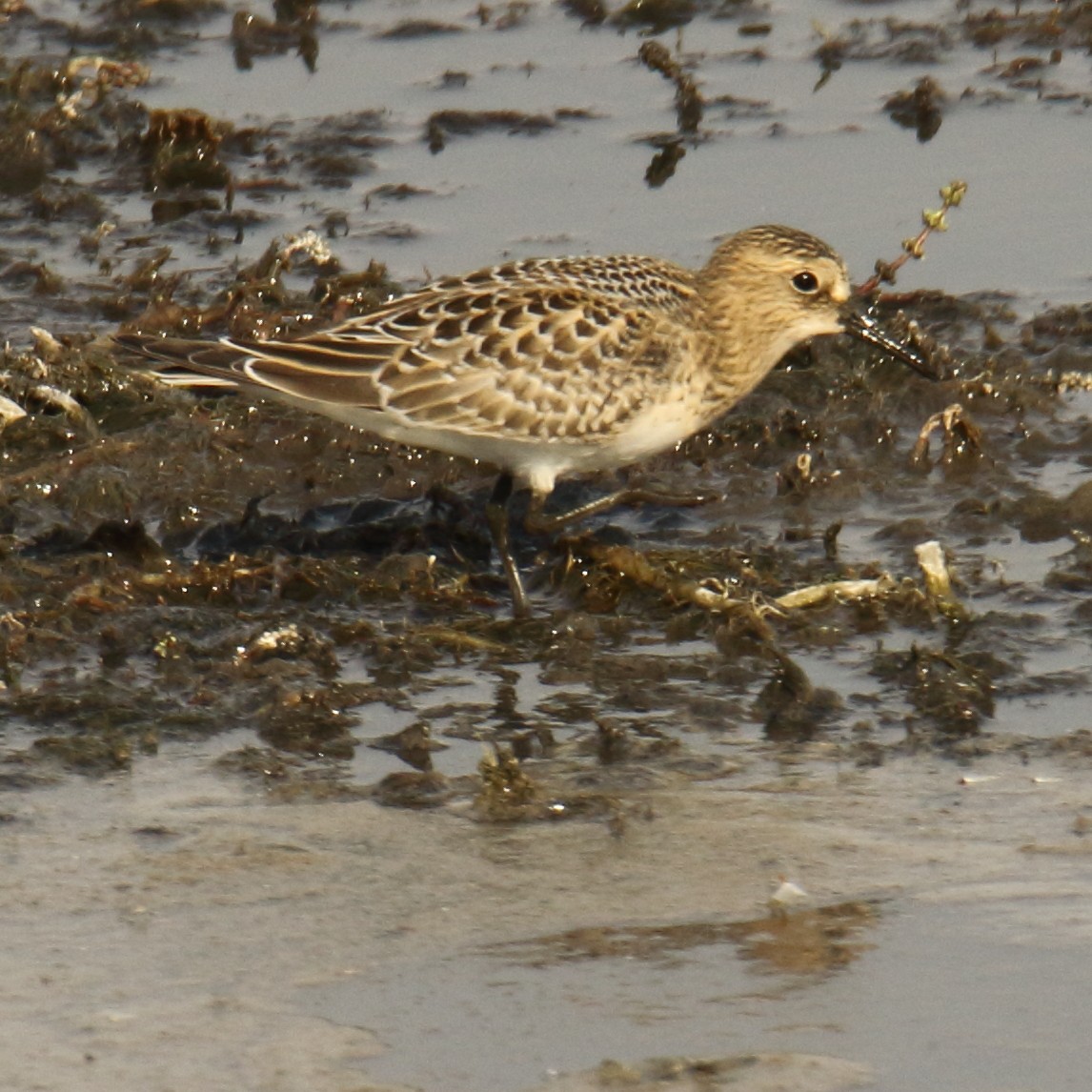 Baird's Sandpiper - ML68486351