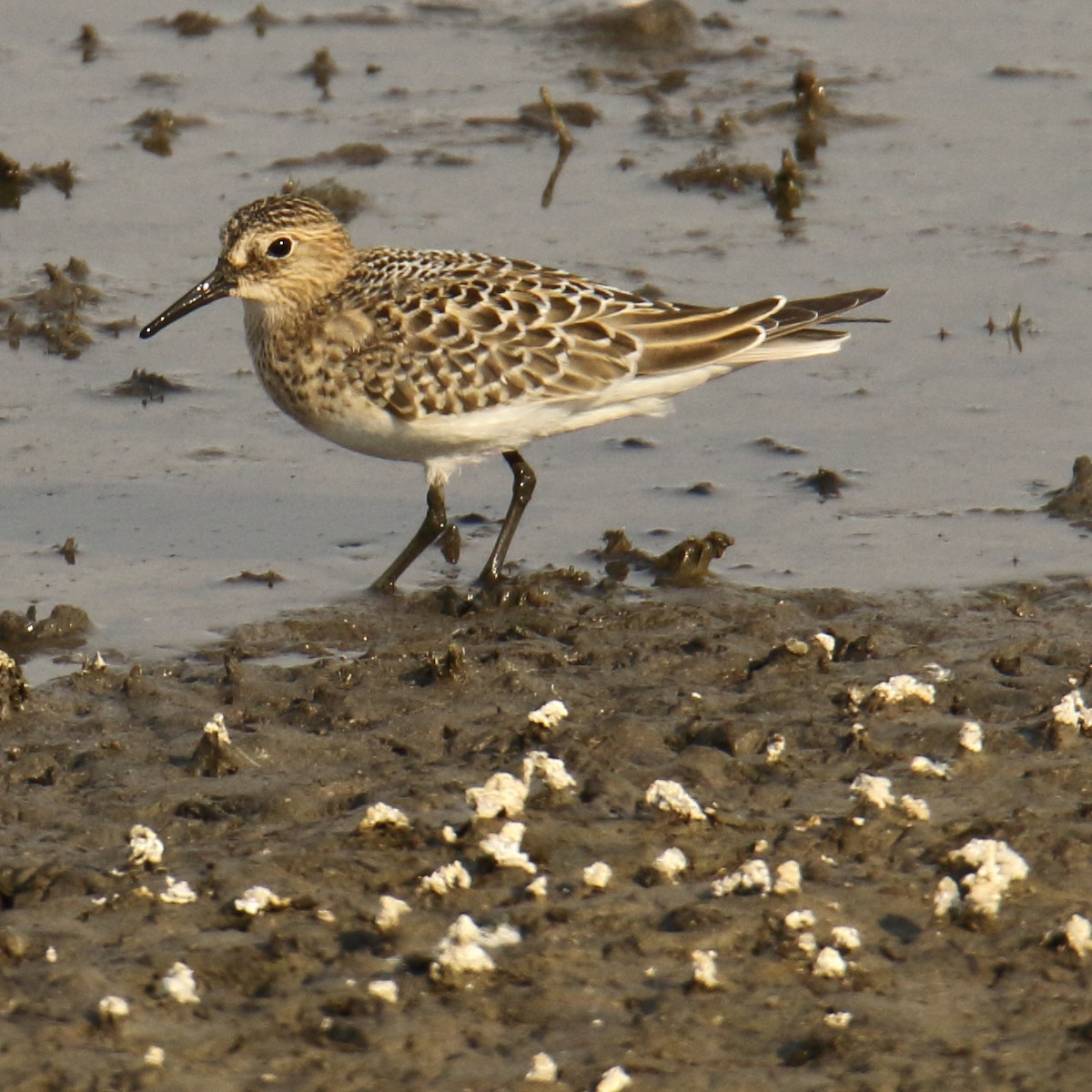 Baird's Sandpiper - ML68486371