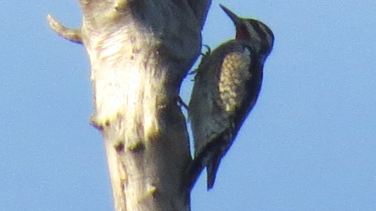 Red-naped Sapsucker - Mike Blancher