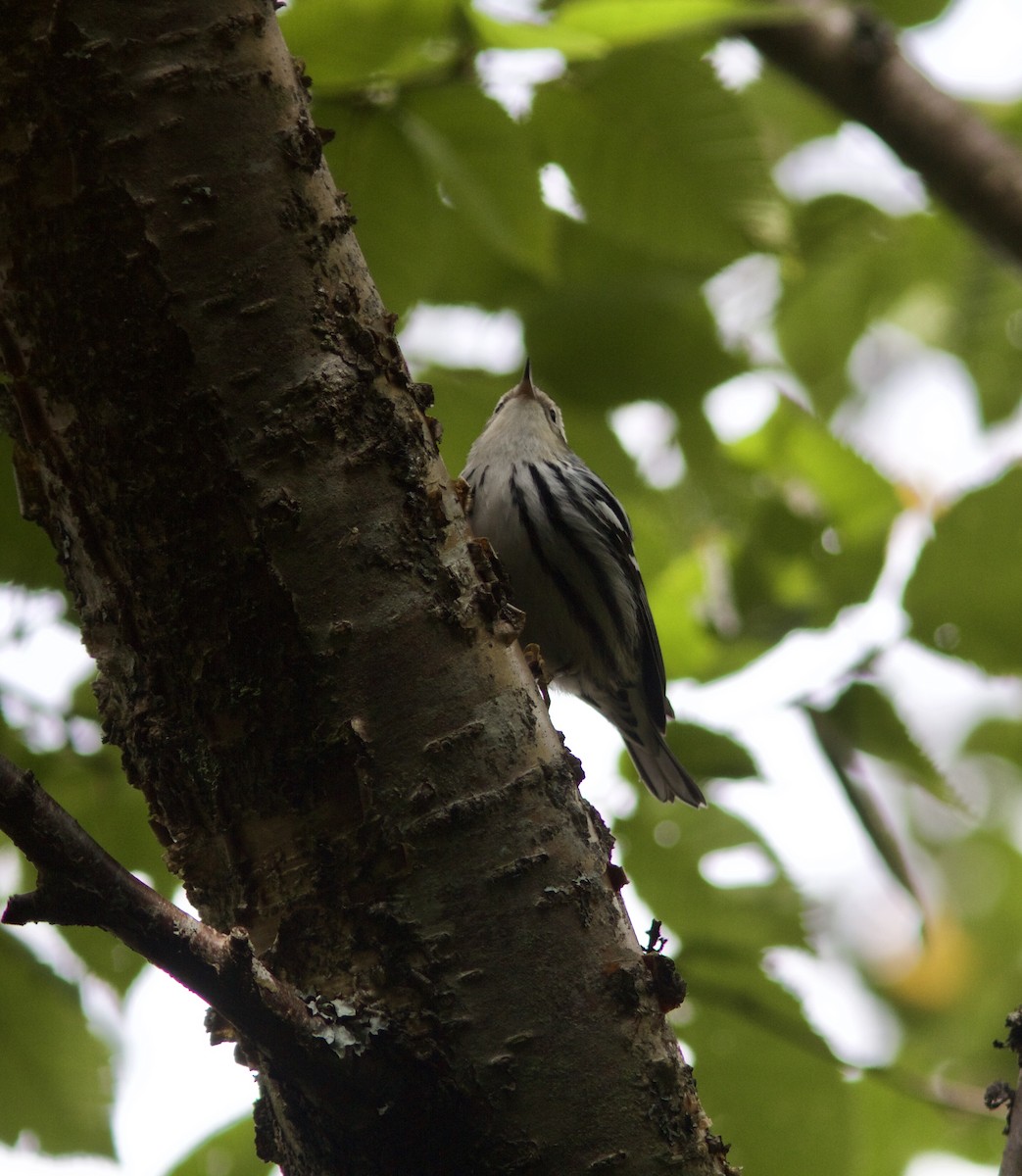 Black-and-white Warbler - ML68487771