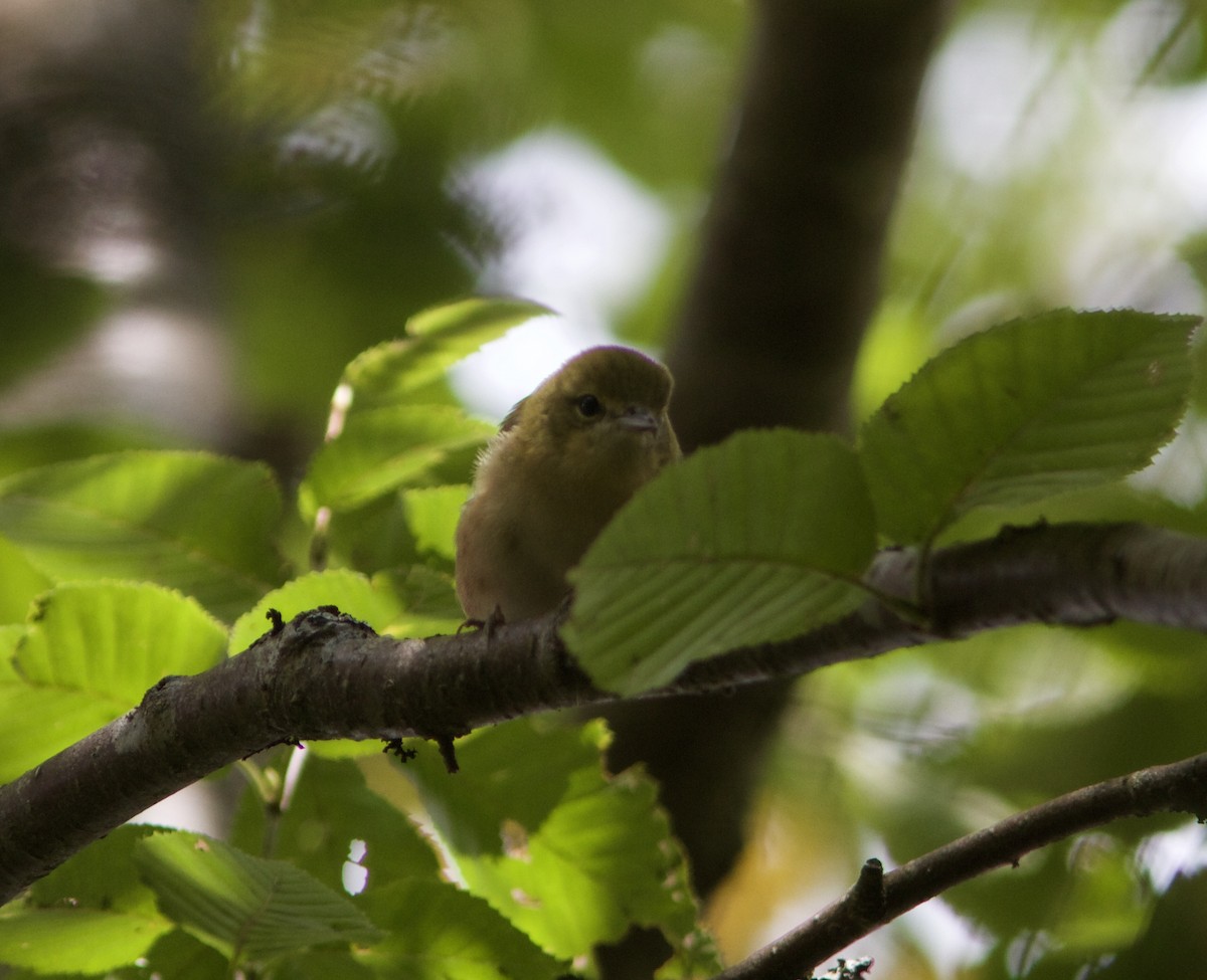 Bay-breasted Warbler - ML68487841