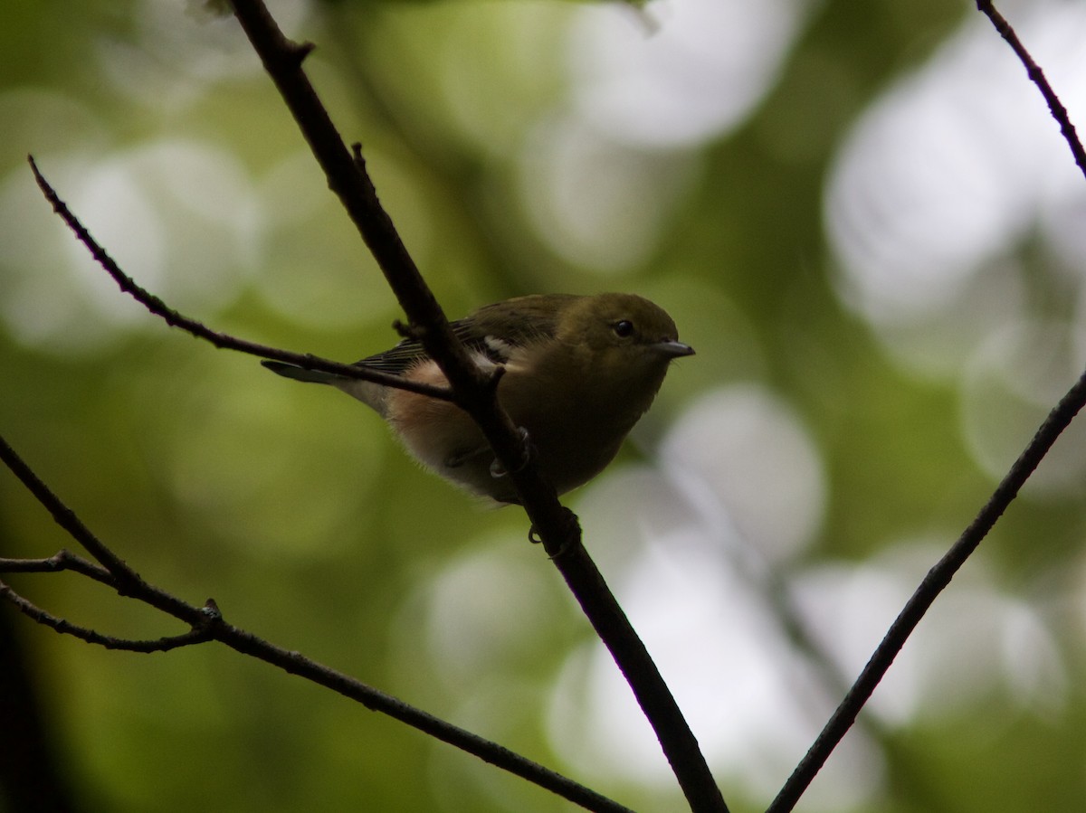 Bay-breasted Warbler - ML68487851