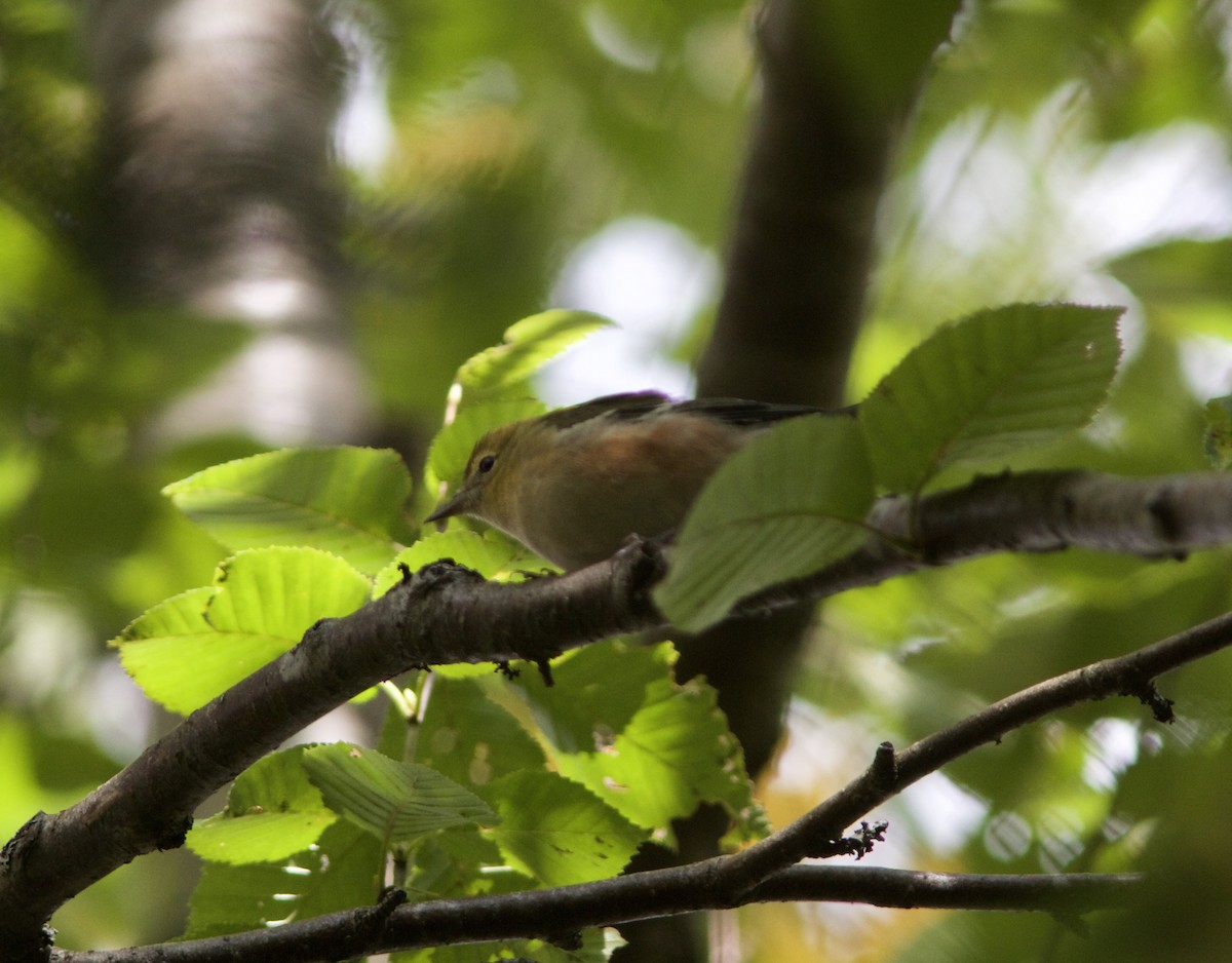 Bay-breasted Warbler - ML68487861
