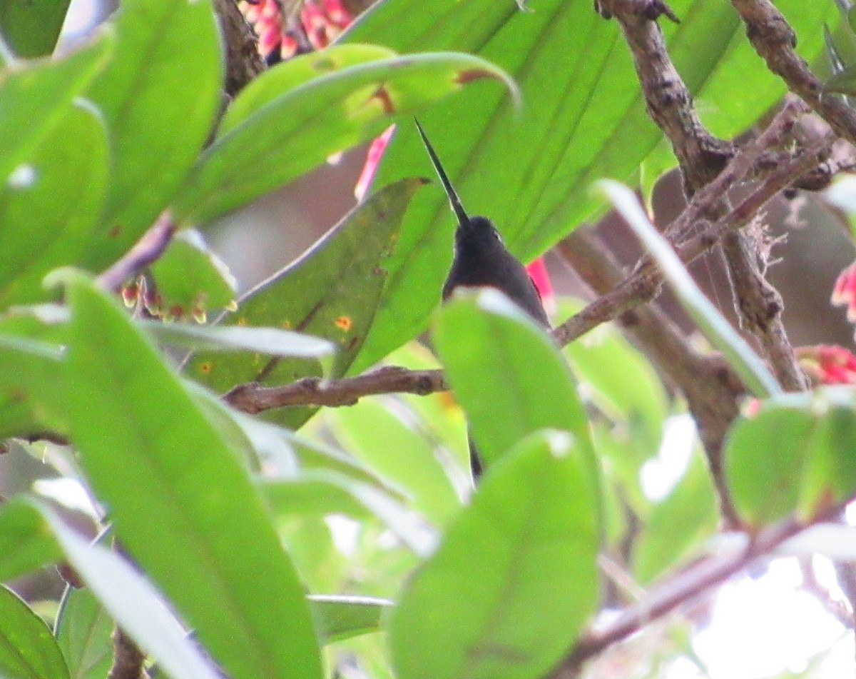 Green-fronted Lancebill - ML68487941