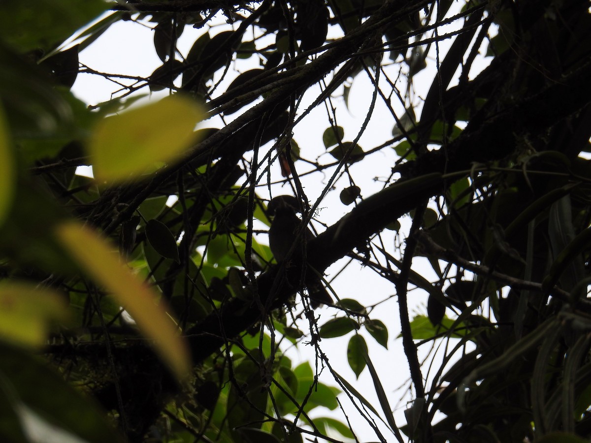 Pirre Warbler - ML68488981