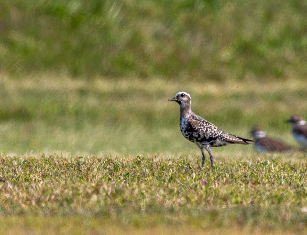 American Golden-Plover - ML68489631