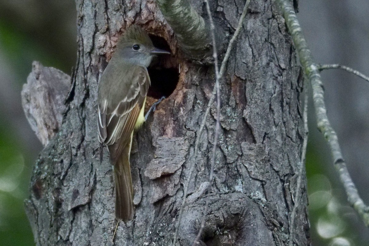 Great Crested Flycatcher - ML68490511