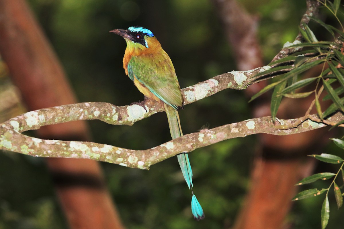 motmot sp. - ML68491061