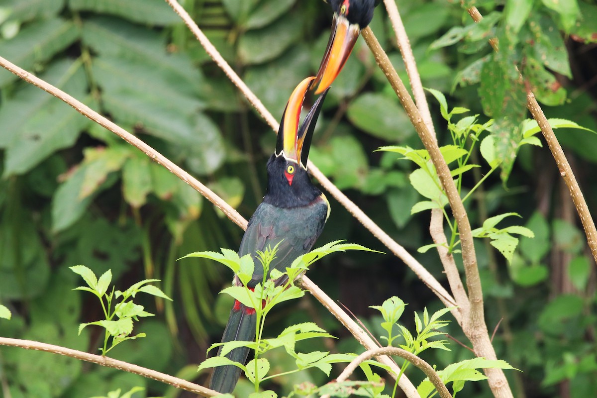 Fiery-billed Aracari - ML68491751