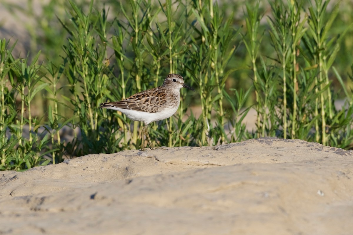 Least Sandpiper - Jamie Baker