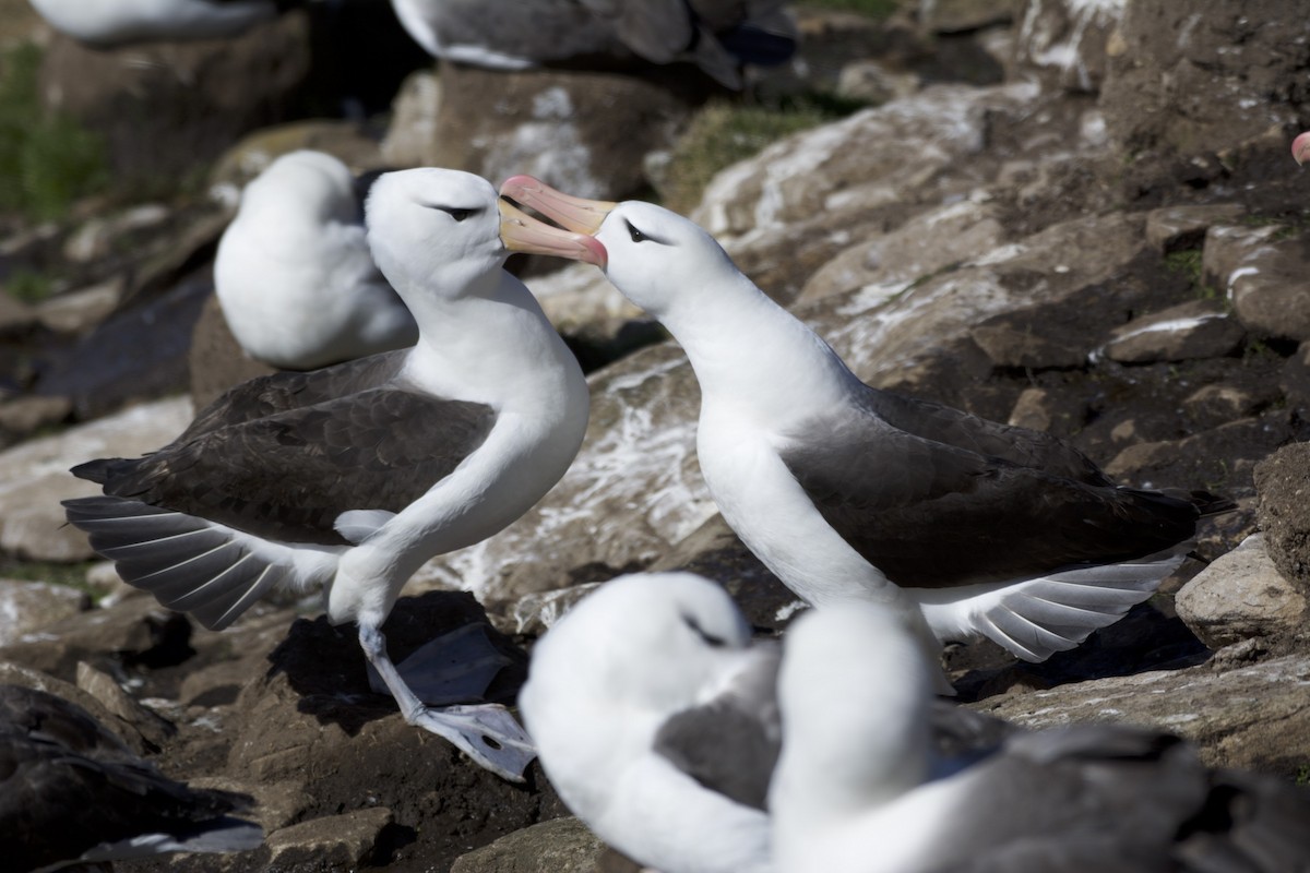 Black-browed Albatross (Black-browed) - Jean Broadhvest