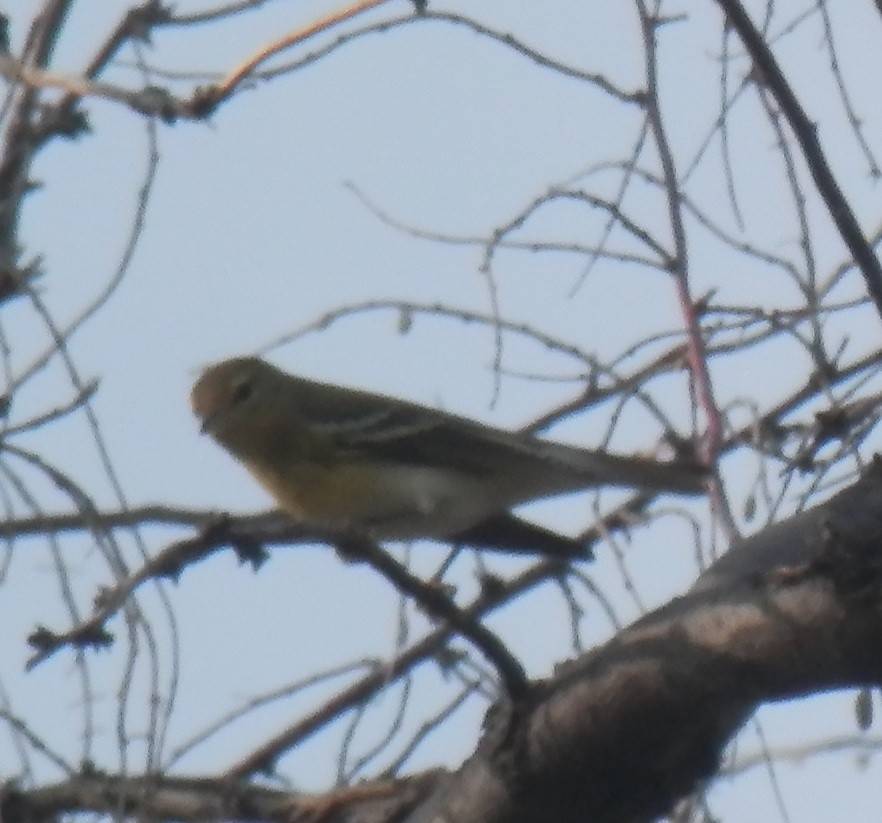 Blackpoll Warbler - ML68495851