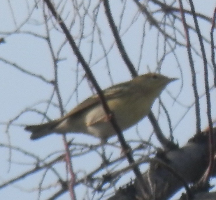 Blackpoll Warbler - ML68495861