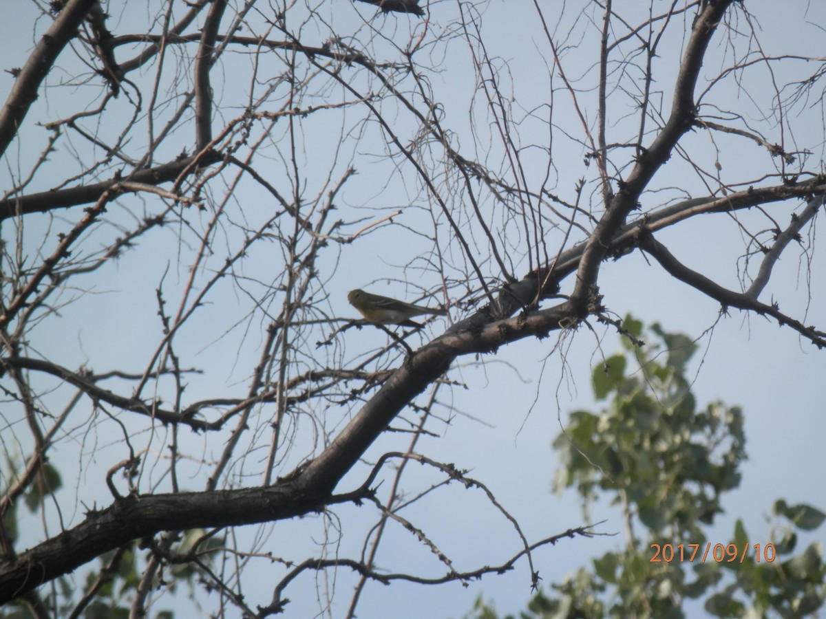Blackpoll Warbler - ML68495871