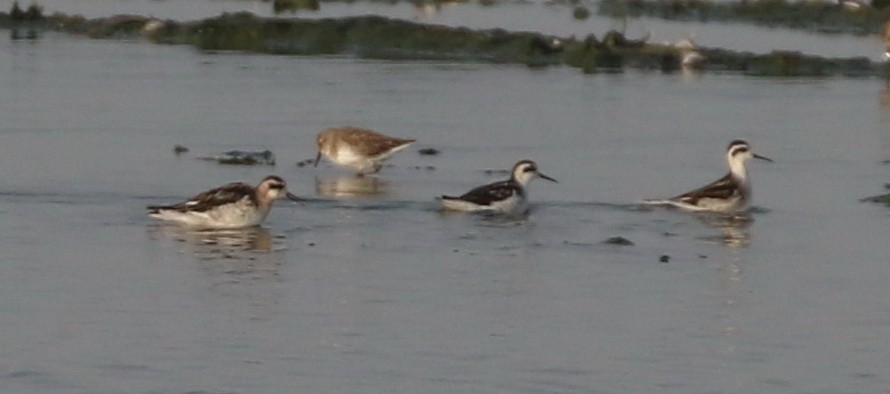 Круглоносый плавунчик - ML68496581