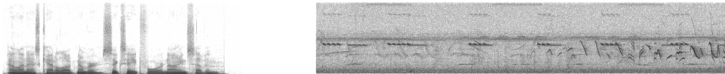 Зерноїд плямистокрилий - ML68497