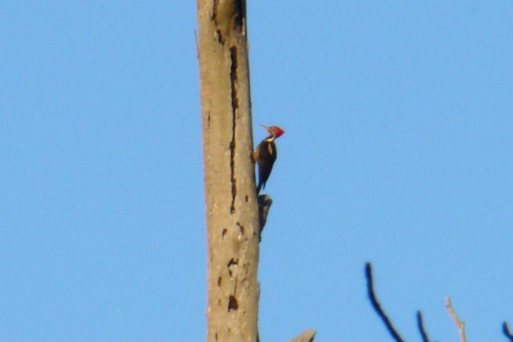 Lineated Woodpecker - Carlos Otávio Gussoni