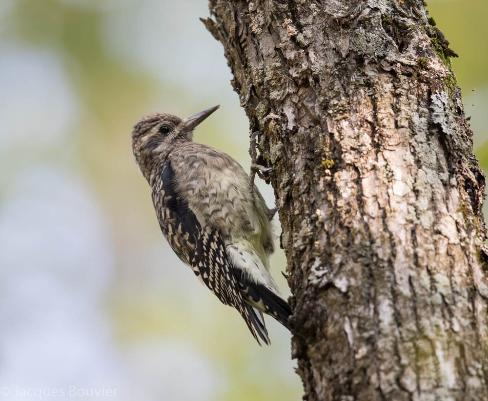 Yellow-bellied Sapsucker - Jacques Bouvier