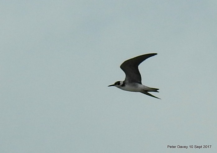 Black Tern - Peter Davey