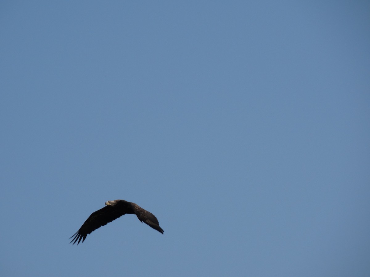 Bald Eagle - Bob Miller