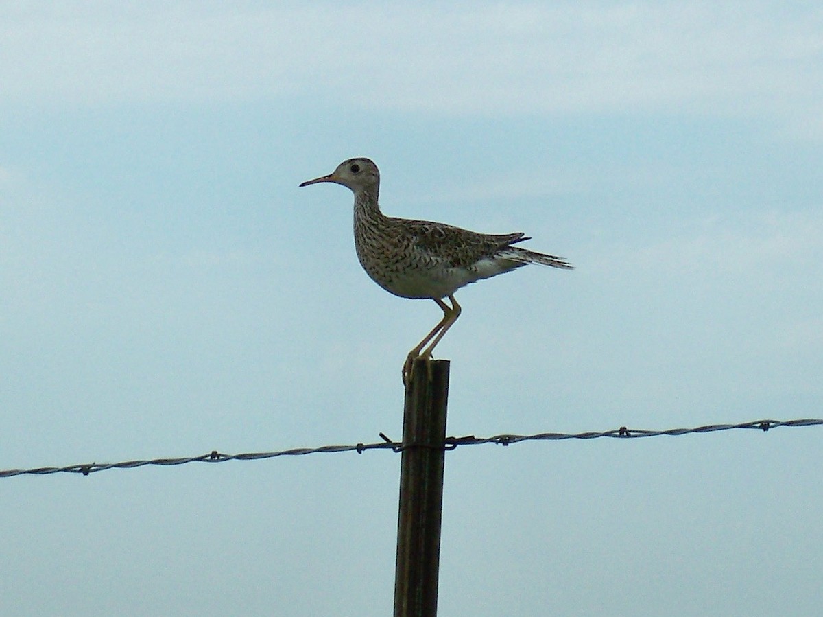 Upland Sandpiper - ML68503671