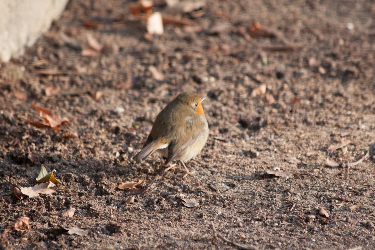 European Robin - Rebecca Marschall