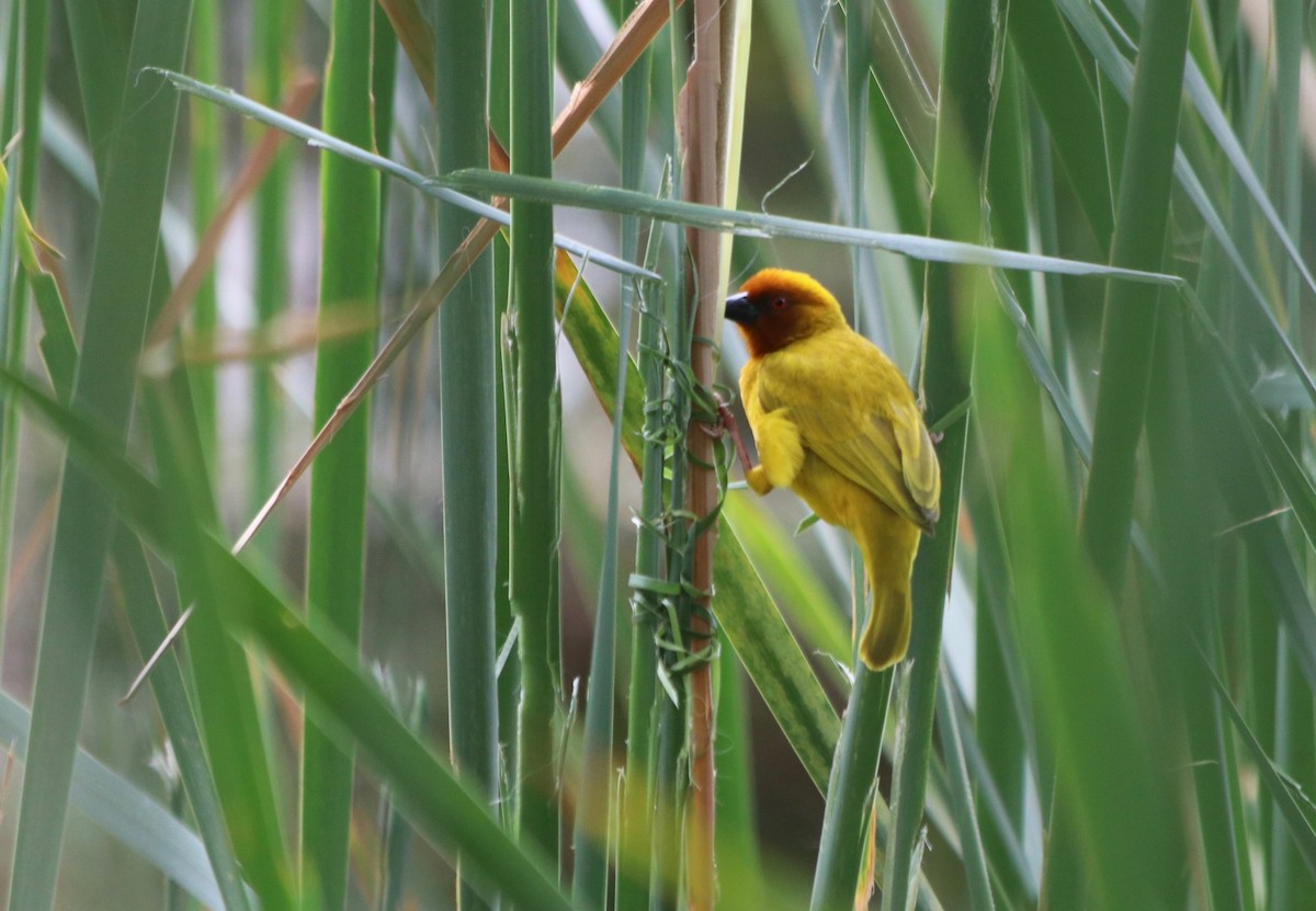 African Golden-Weaver - ML68506401