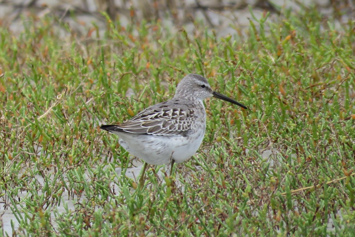 Stilt Sandpiper - ML68506871