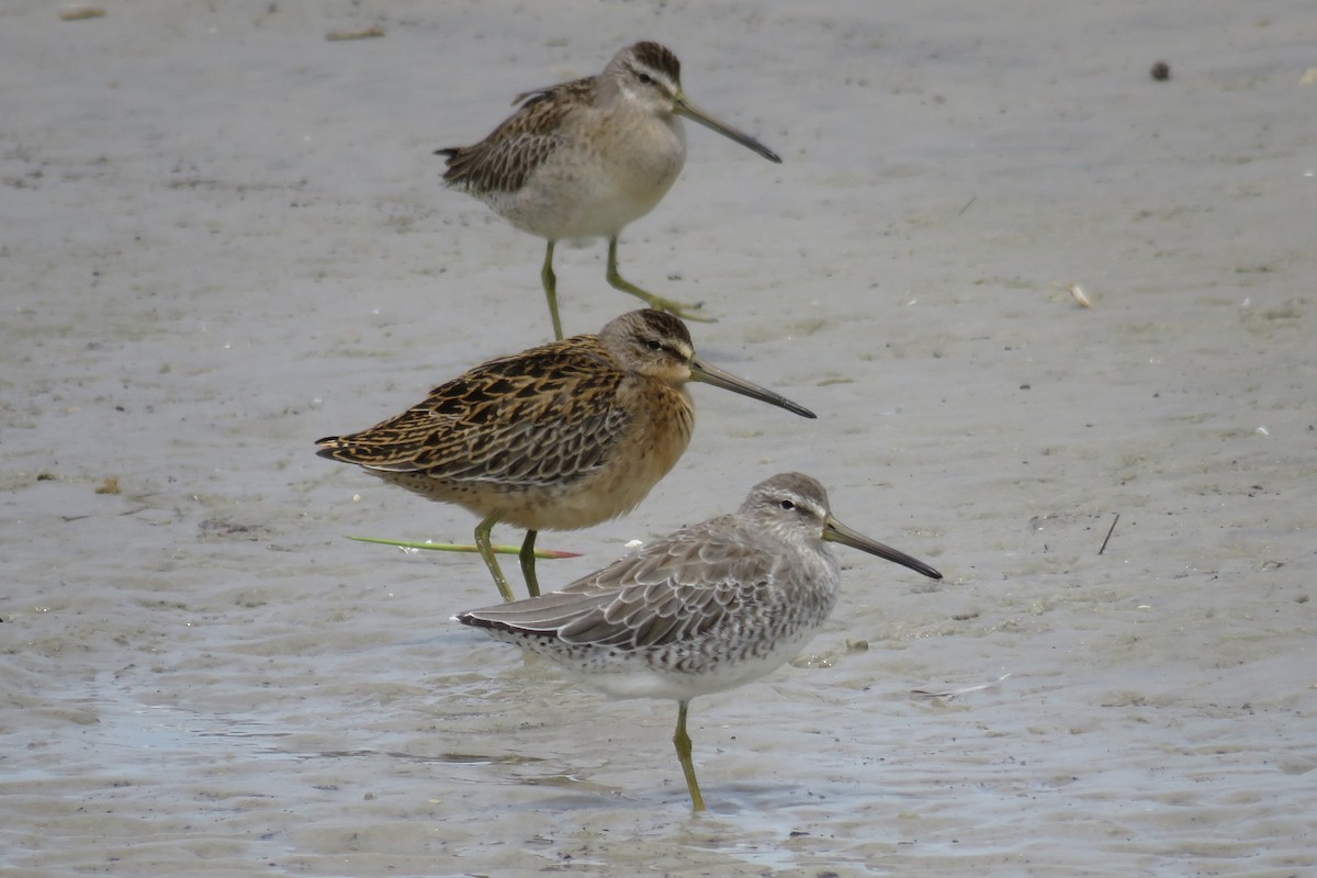 Short-billed Dowitcher - Sam Cooper