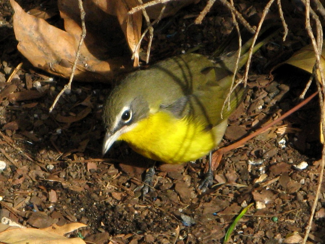 Yellow-breasted Chat - ML68507171