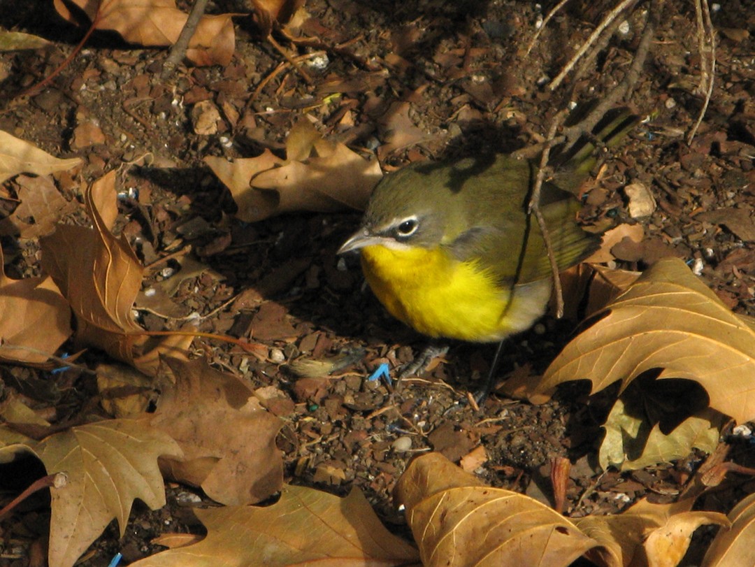 Yellow-breasted Chat - ML68507191