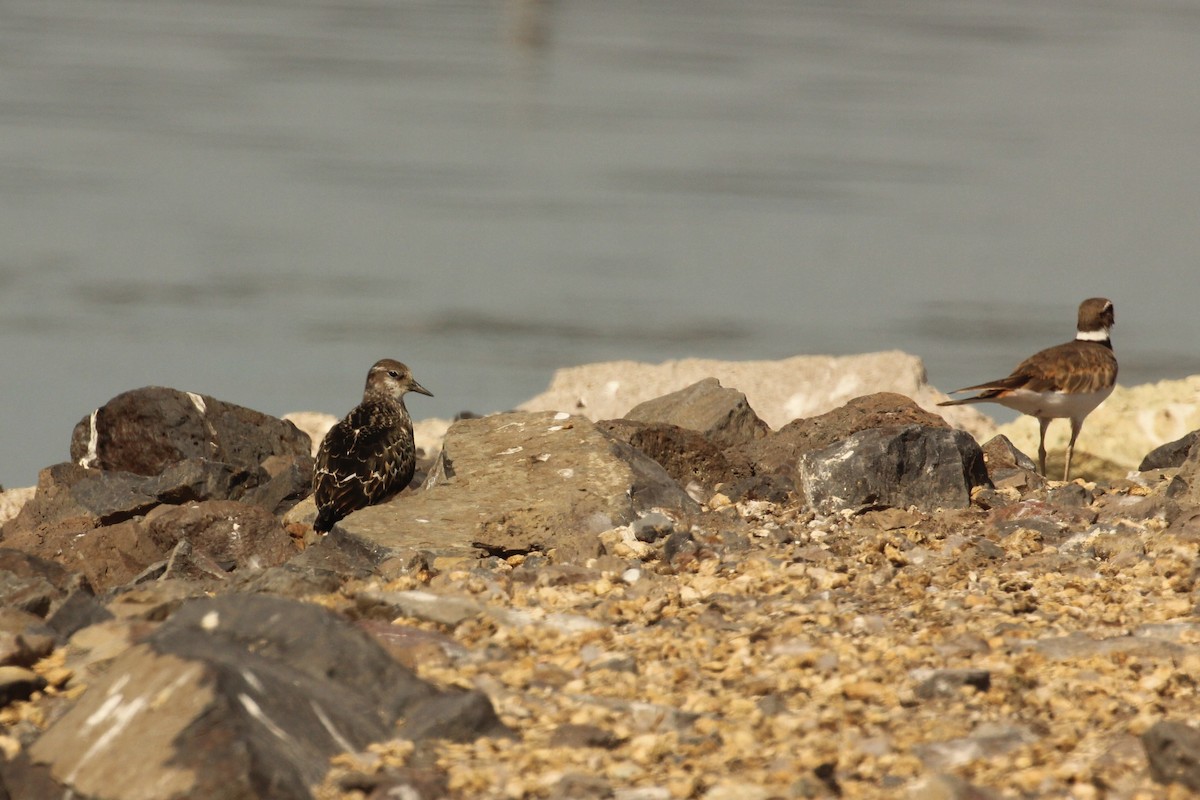 Ruddy Turnstone - ML68508881