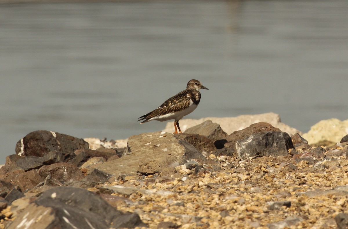 Ruddy Turnstone - ML68508891