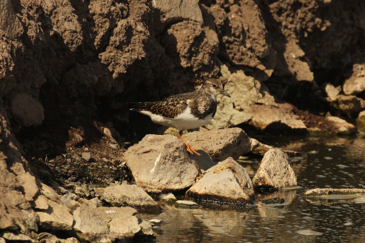 Ruddy Turnstone - ML68508901