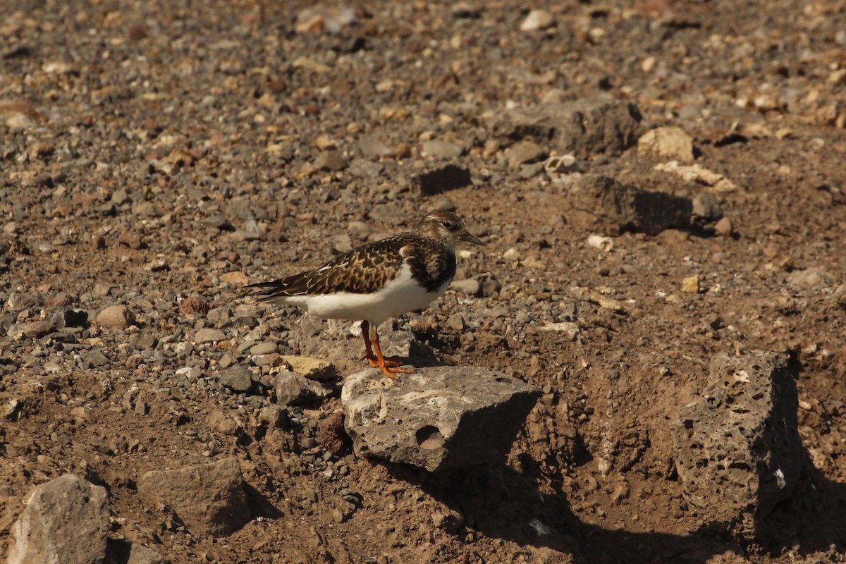 Vuelvepiedras Común - ML68508921