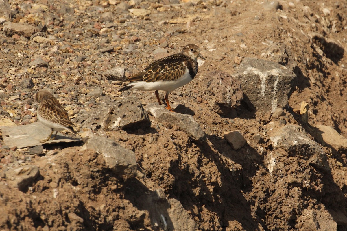 Ruddy Turnstone - ML68508931