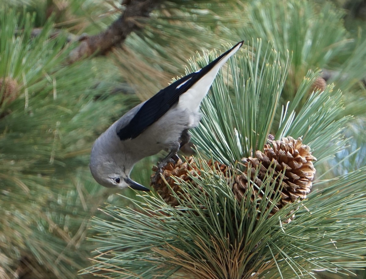 Clark's Nutcracker - Eduardo Jimenez