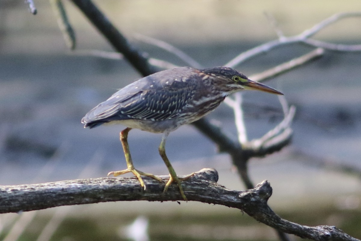 Green Heron - Howard Shapiro