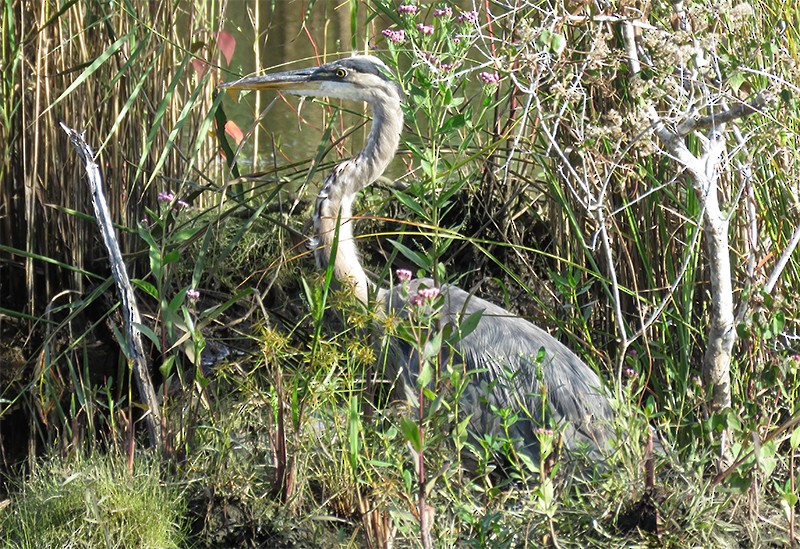 Great Blue Heron - Karen Lebing