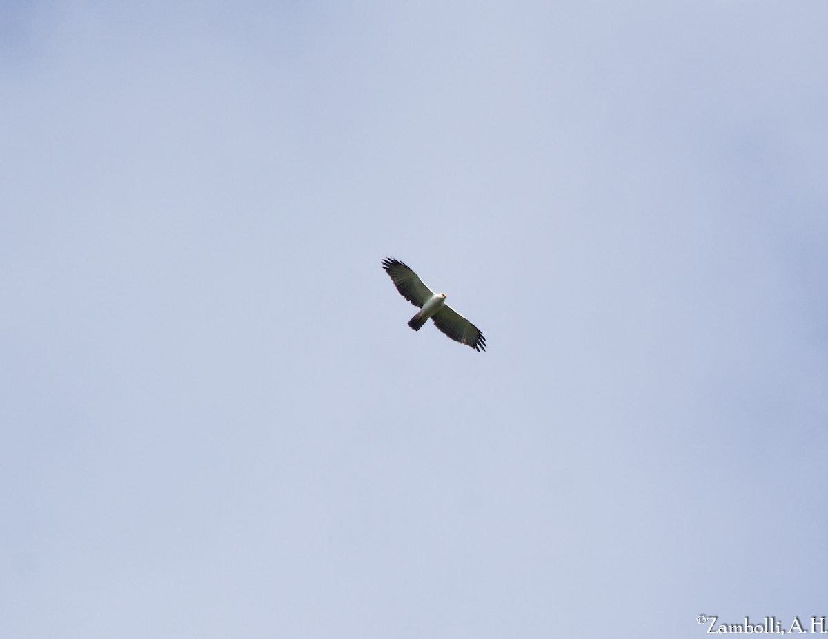 Black-and-white Hawk-Eagle - ML68512231