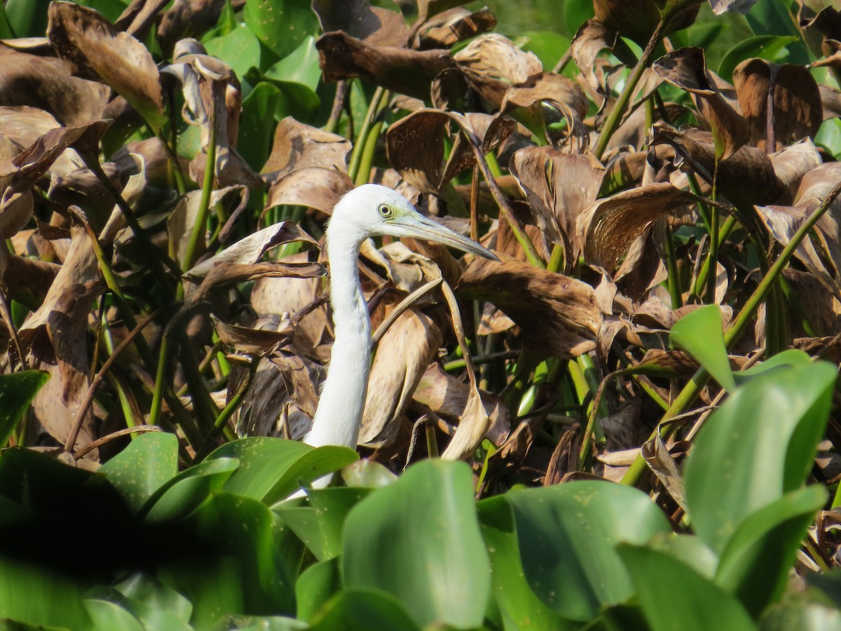 Little Blue Heron - ML68512961