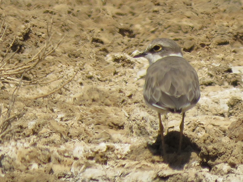 Little Ringed Plover - ML68513581