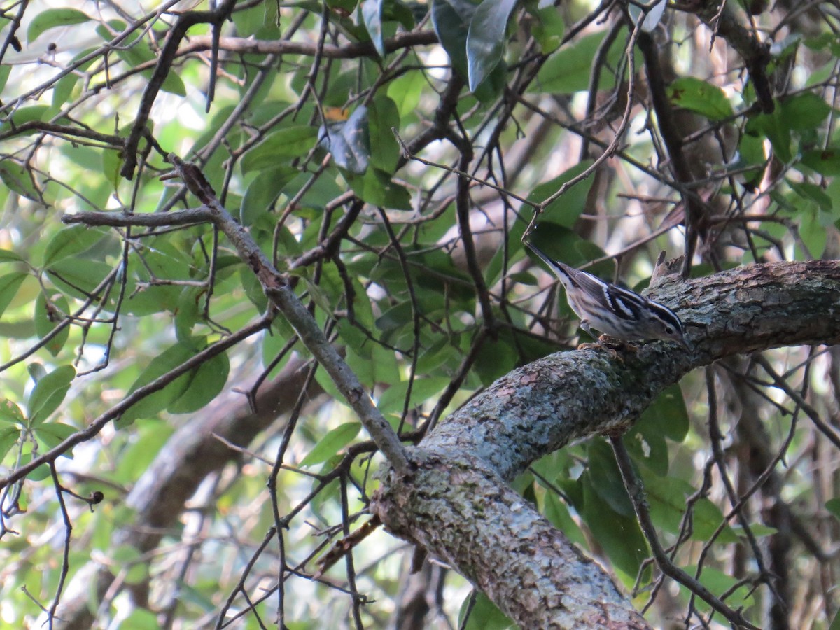 Black-and-white Warbler - Walter Randall