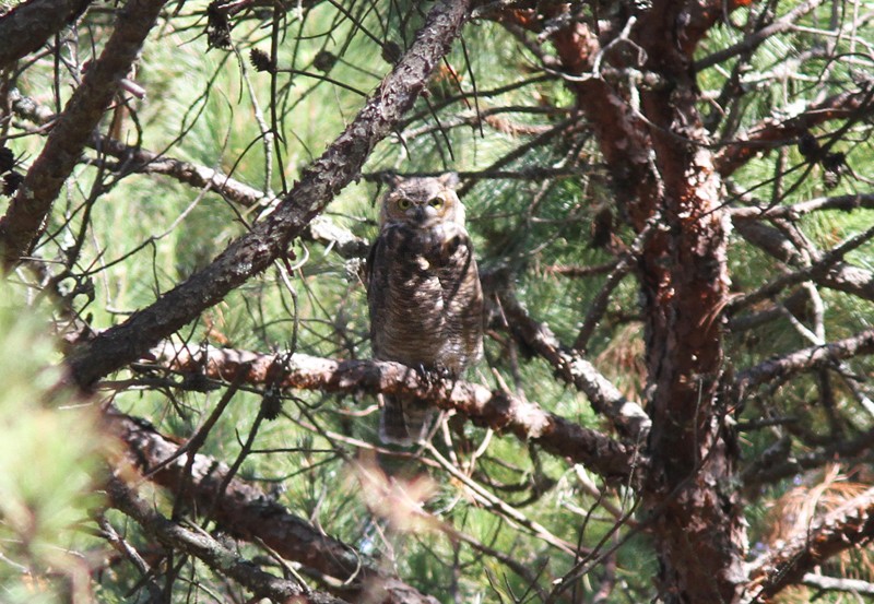 Great Horned Owl - ML68515291